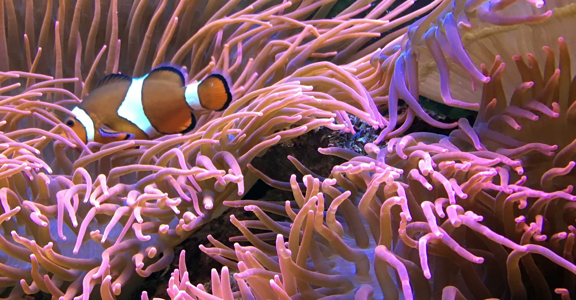 Clownfisch Zucht Deutschland Shop für Meeresaquaristik 1