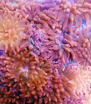 Entacmaea quadricolor Anemone