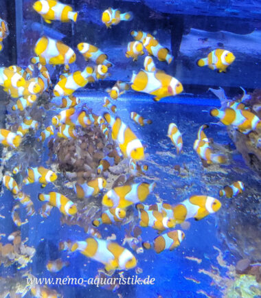 Amphiprion ocellaris orange - Nachzucht aus Deutschland