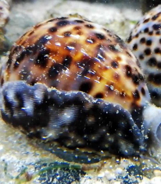 Cypraea tigris - Tigerschnecke - Porzellanschnecke