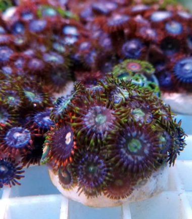 Zoanthus sp. Plug - Zoas, Krustenanemone