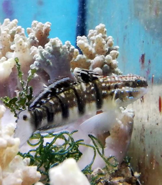 Amblygobius phalaena, Bagger Grundel