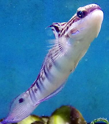 Amblygobius phalaena - Baggergrundel