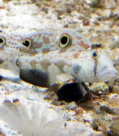 Signigobius biocellatus - Krabbenaugengrundel