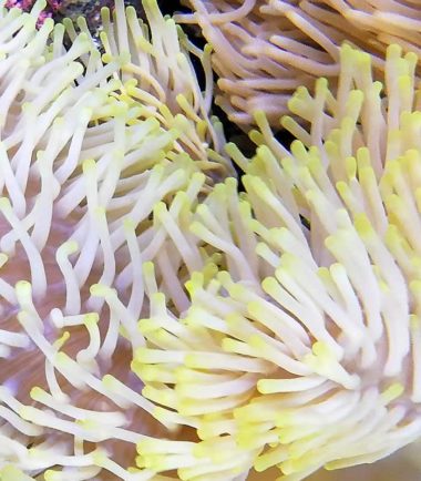 Mauritiusanemone