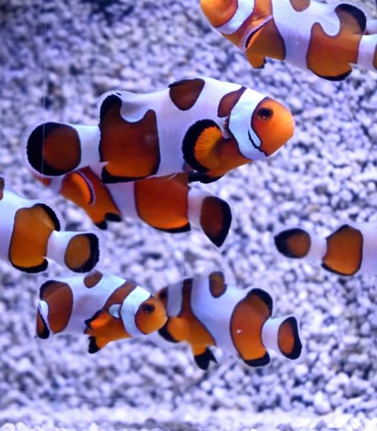 Amphiprion ocellaris extrem Misbar