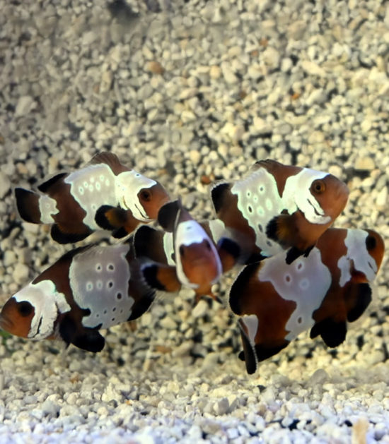 Amphiprion ocellaris extrem Misbar