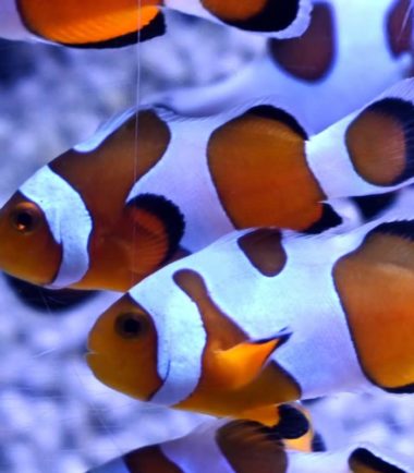 Amphiprion ocellaris extrem Misbar Nemo