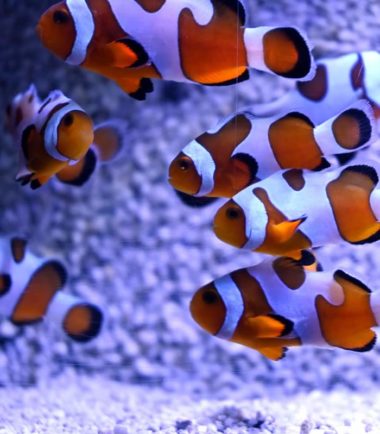 Amphiprion ocellaris extrem Misbar Nemo-Aquaristik