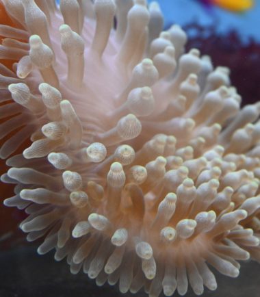 Entacmaea quadricolor - Blasenanemone "farbige Tipps und Fuß" 4