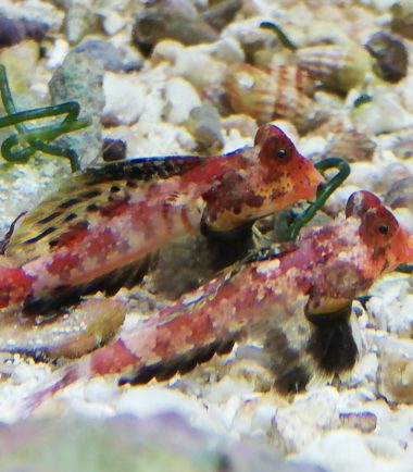 Synchiropus marmoratus Roter Spinnenfisch Paar 2