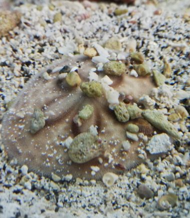 Clypeaster humilis Sanddollar 4