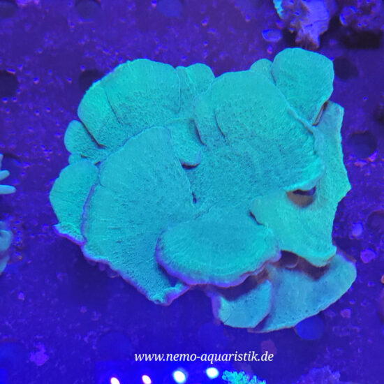 Montipora delicatula Fragile Mikroporenkoralle grün 1