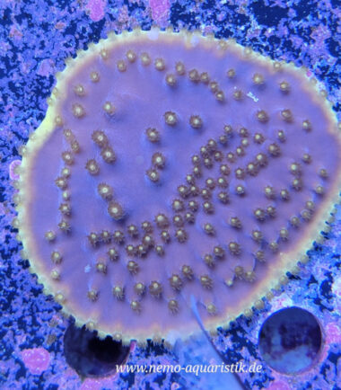 Turbinaria reniformis Kelchkoralle Nachzucht 3