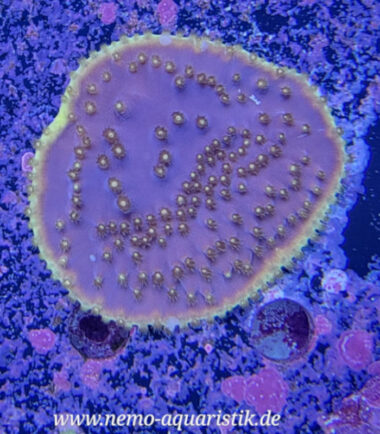 Turbinaria reniformis Kelchkoralle Nachzucht 5