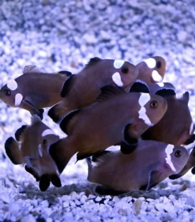 Amphiprion ocellaris Domino Nachzucht