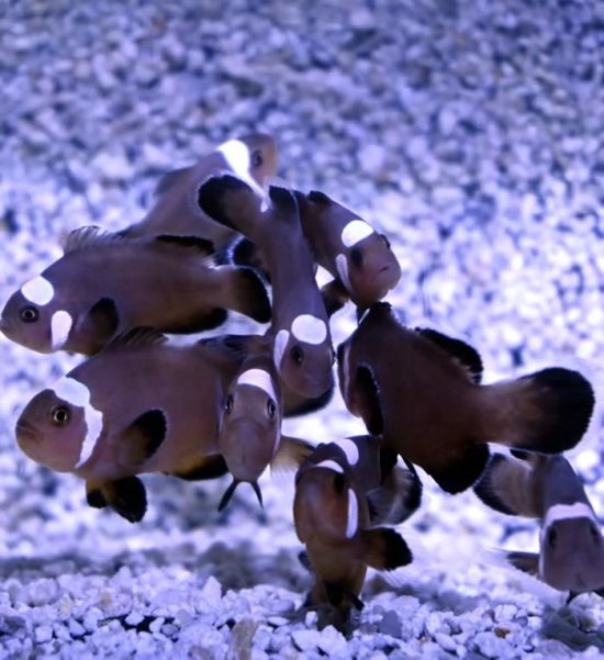 Amphiprion ocellaris Domino Nachzucht kaufen