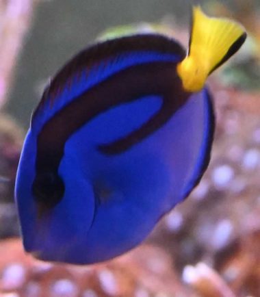 Paracanthurus hepatus