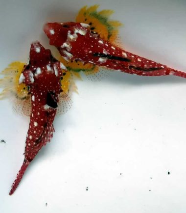 Roter Leierfisch - Synchiropus sycorax