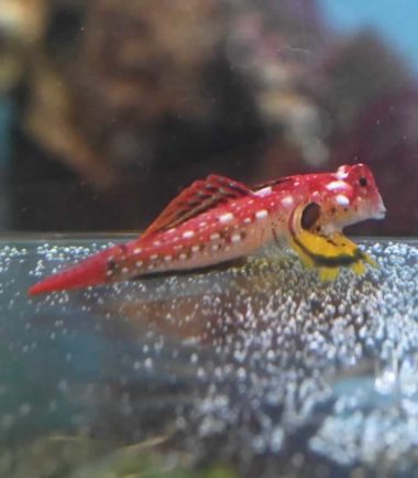 Synchiropus sycorax - roter Leierfisch