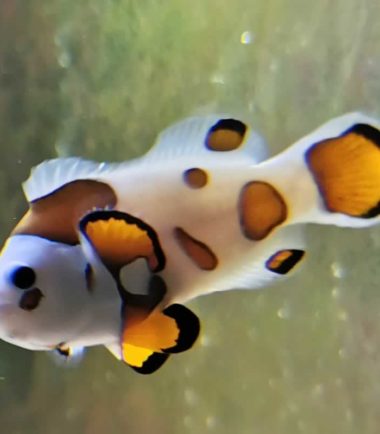 Amphiprion ocellaris Mocca