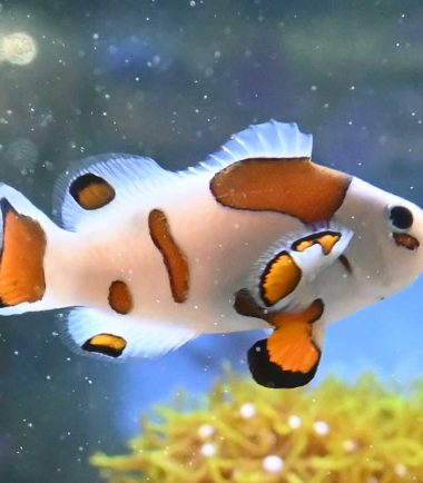 Amphiprion ocellaris - Mocca Storm Panda