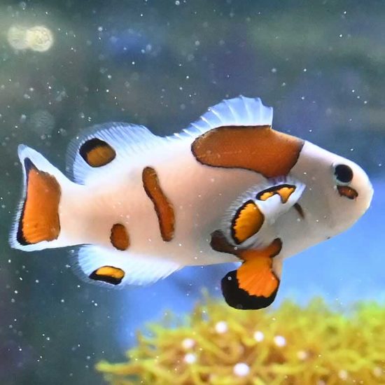 Amphiprion ocellaris - Mocca Storm Panda