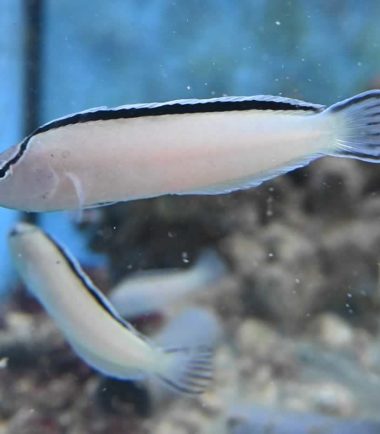 Meiacanthus smithi - Smith's Disco Blenny