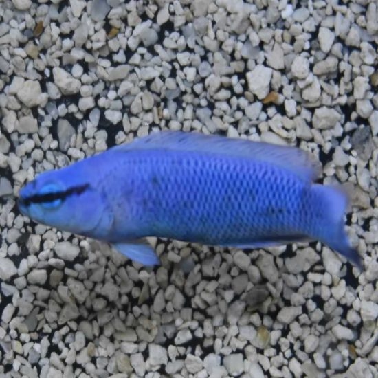 Pseudochromis Indigo fridmani