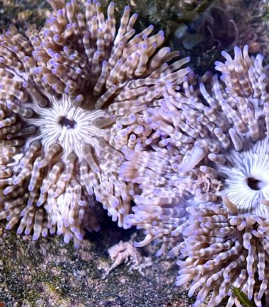 Glasperlen Anemone roter Fuß - Nemo Aquaristik