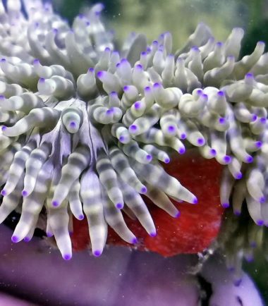 Heteractis aurora - Glasperlen Anemone roter Fuß