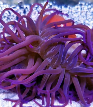 Macrodactyla doreensis - Korkenzieher Anemone Lila Violett