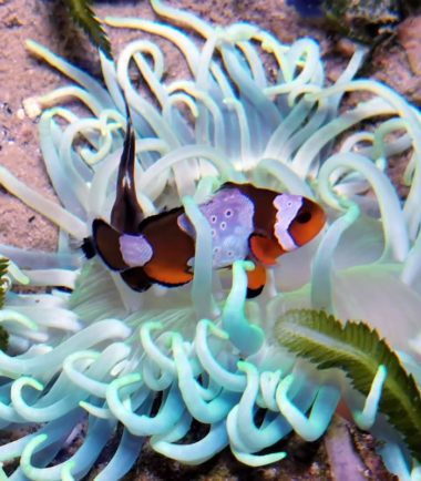 Macrodactyla doreensis - blaue Korkenzieher Anemone