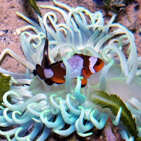 Macrodactyla doreensis - blaue Korkenzieher Anemone