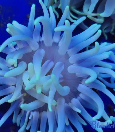 blau-weiss Korkenzieher Anemone unter Blaulicht