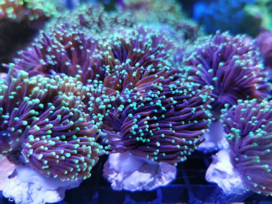 Euphyllia glabrescens Indo Torch 1