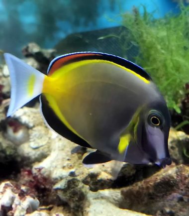 Acanthurus japonicus - Japanischer Doktorfisch - Philippinen Doktorfisch