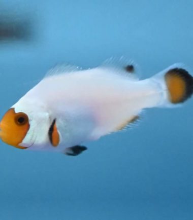 Amphiprion ocellaris Wyoming white