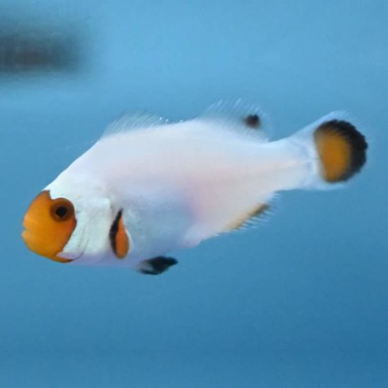 Amphiprion ocellaris Wyoming white