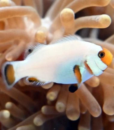 Amphiprion ocellaris Wyoming white - Aquashop