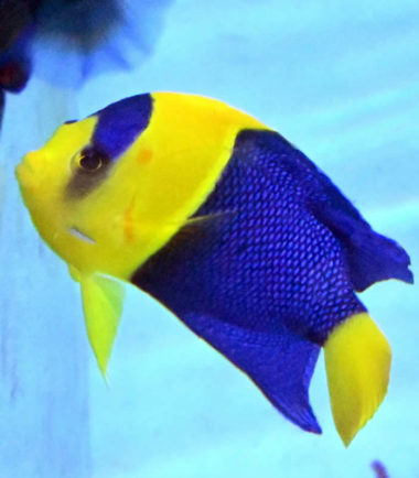 Centropyge bicolor - Blaugelber Zwergkaiserfisch