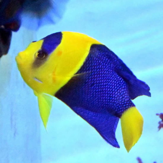 Centropyge bicolor - Blaugelber Zwergkaiserfisch