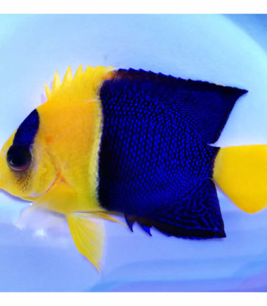 Centropyge bicolor Blaugelber Zwergkaiserfisch Nemo Aquaristik