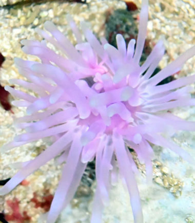 Condylactis gigantea Lila - Florida-Anemone - Karibische Goldrose