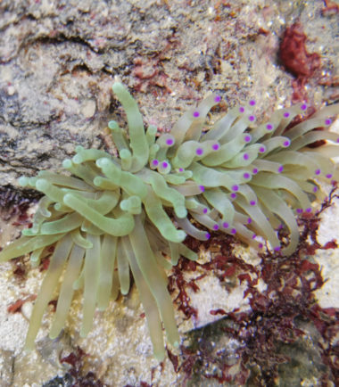 Condylactis gigantea - Florida Anemone 1