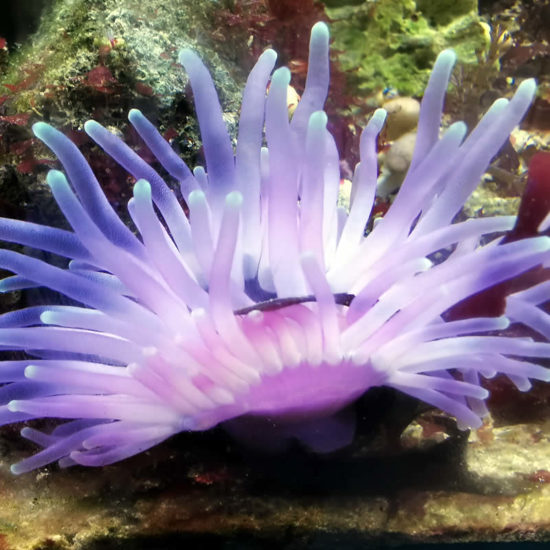 Florida Anemone