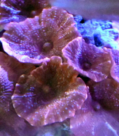 Scheibenanemone rot Nemo Aquaristik