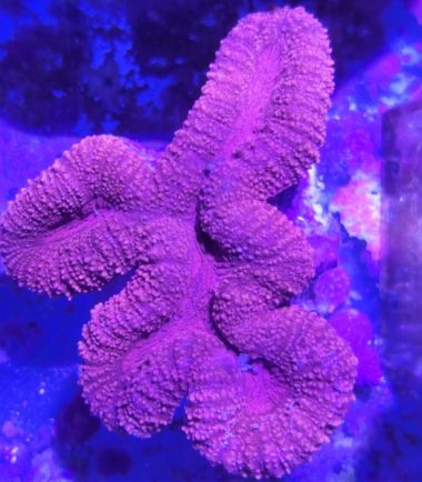 Lobophyllia rot 3