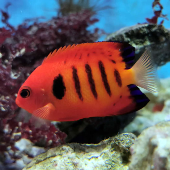 Centropyge loricula - Flammen Zwergkaiserfisch, Flammenkaiser