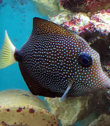 Zebrasoma gemmatum Mauritius - Segelflossen Doktor